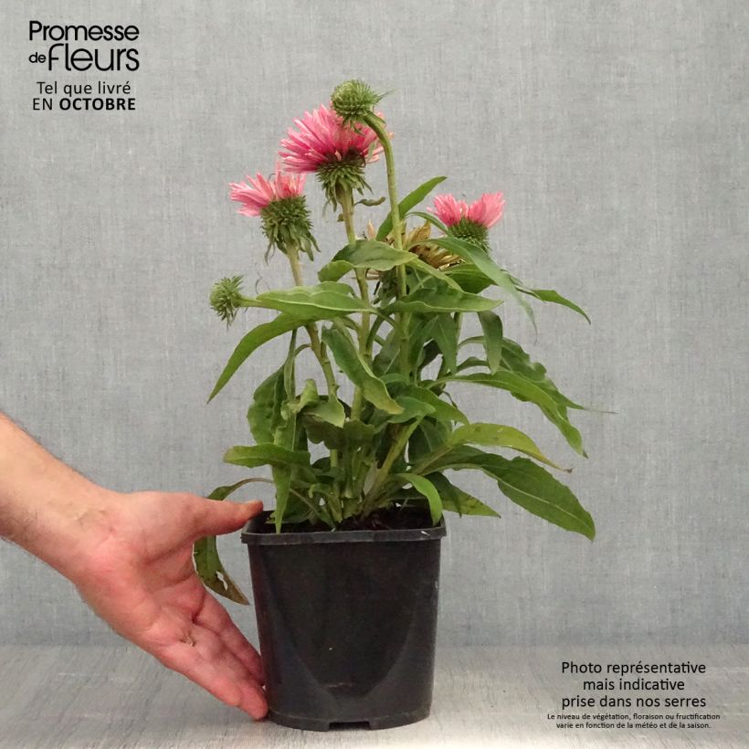 Example of Echinacea SunSeekers Salmon - Echinacée Pot de 2L/3L as you get in automne