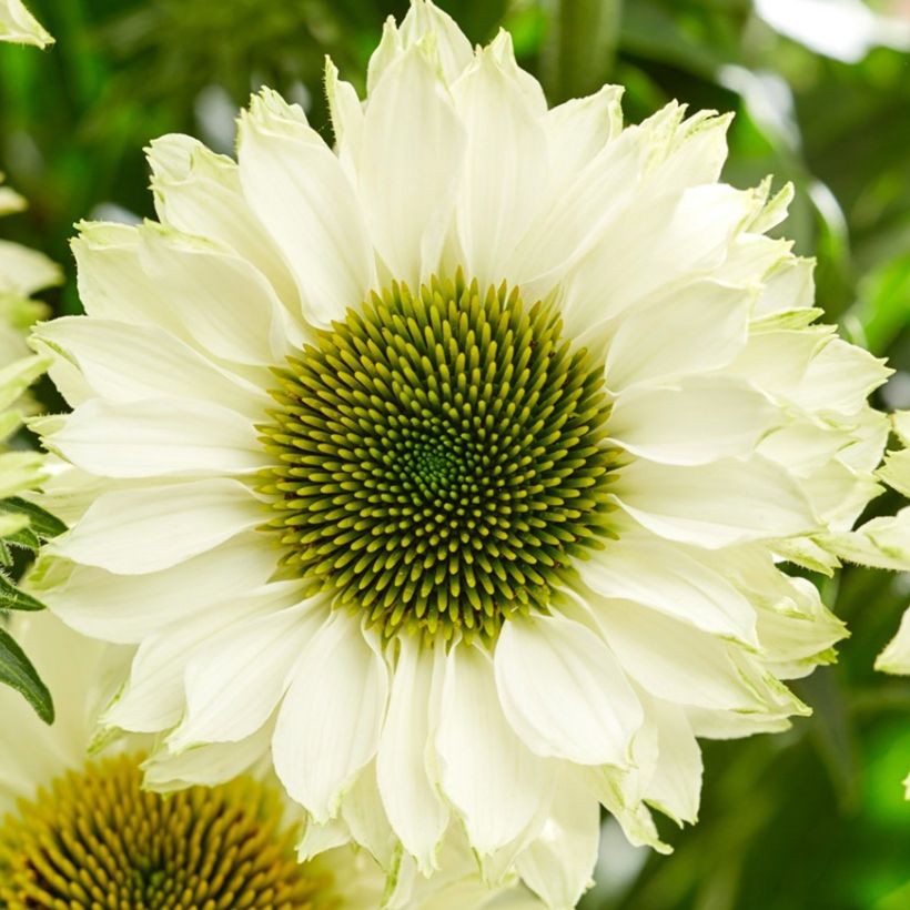 Echinacea SunSeekers White Perfection - Echinacée (Flowering)