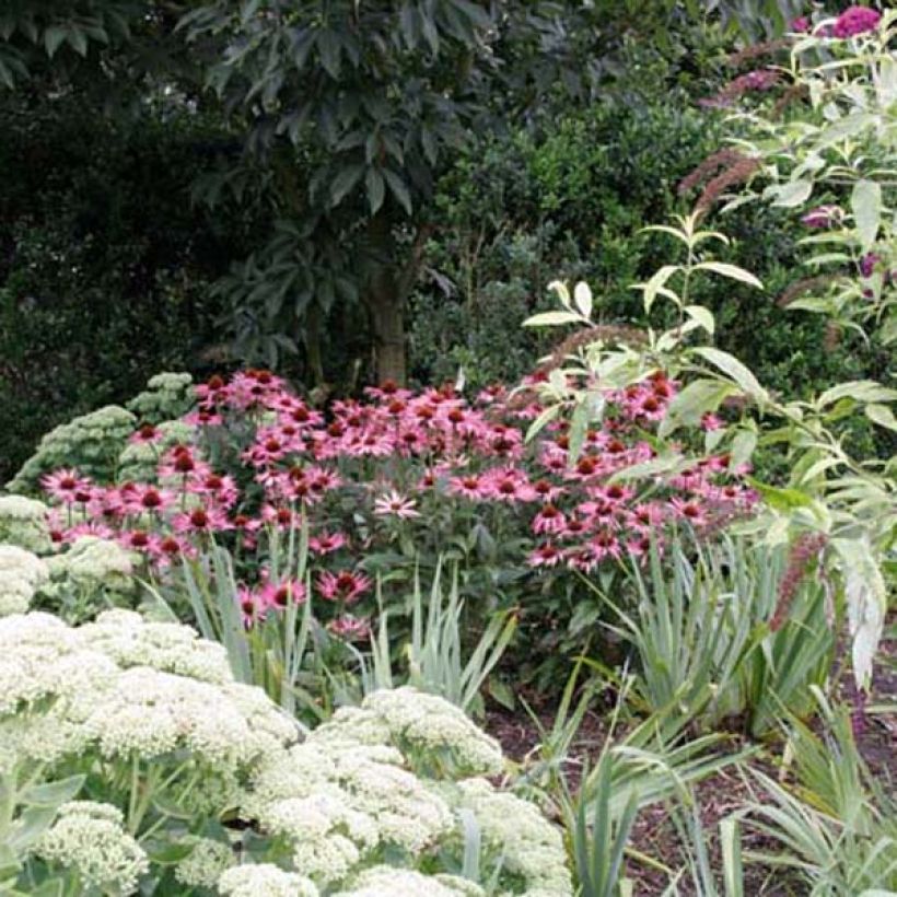 Echinacea Maxima - Echinacée (Plant habit)