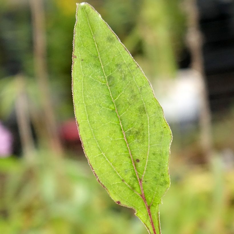 Échinacée Sombrero Baja Burgundy (Foliage)