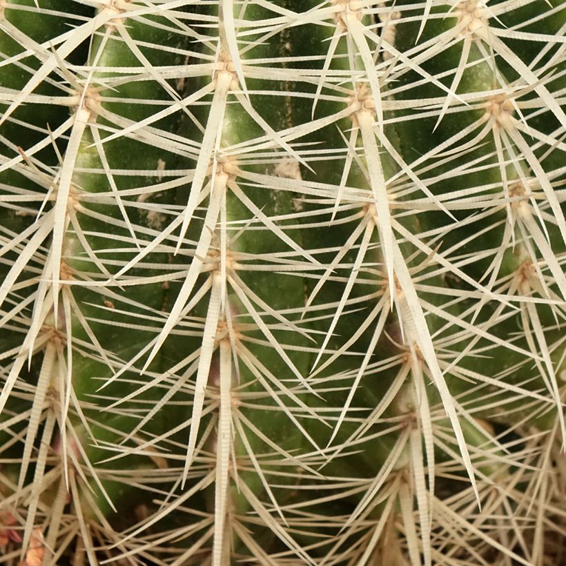 Echinocactus grusonii var. albispinus - Coussin de Belle-mère (Foliage)