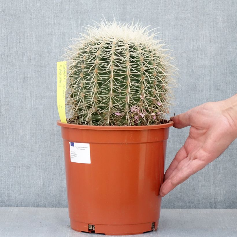 Example of Echinocactus grusonii var. albispinus - Coussin de Belle-mère Pot de 4L/5L as you get in ete