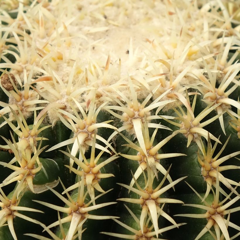Echinocactus grusonii var. brevispinus - Coussin de Belle-mère (Foliage)