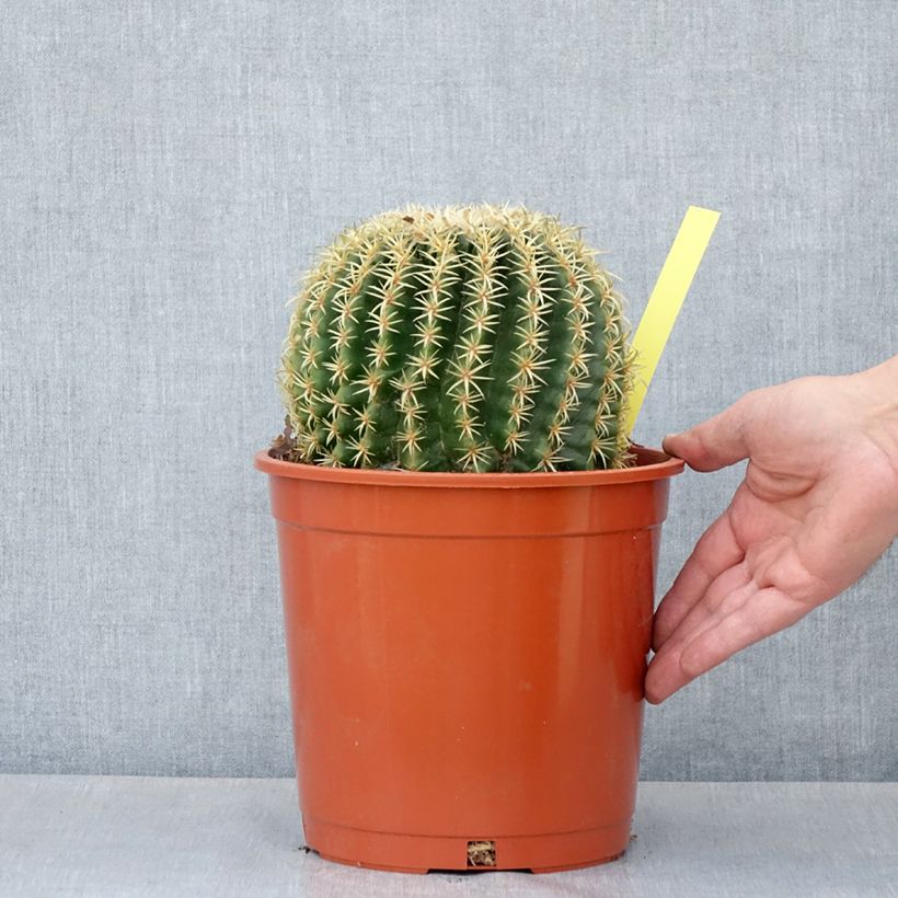 Example of Echinocactus grusonii var. brevispinus - Coussin de Belle-mère Pot de 4L/5L as you get in ete
