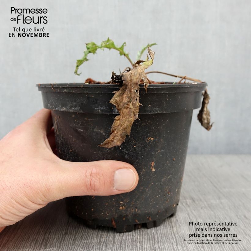 Example of Echinops bannaticus Taplow Blue - Chardon boule Pot de 2L/3L as you get in automne