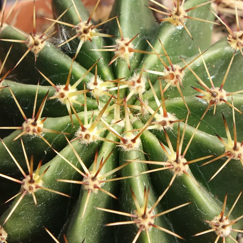 Echinopsis multiplex - Boule de Moïse (Foliage)
