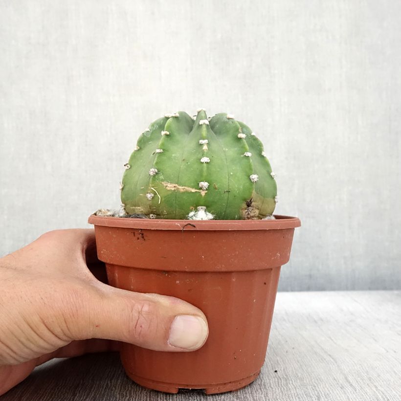 Example of Echinopsis subdenudata Pot de 12 cm / 13 cm as you get in automne