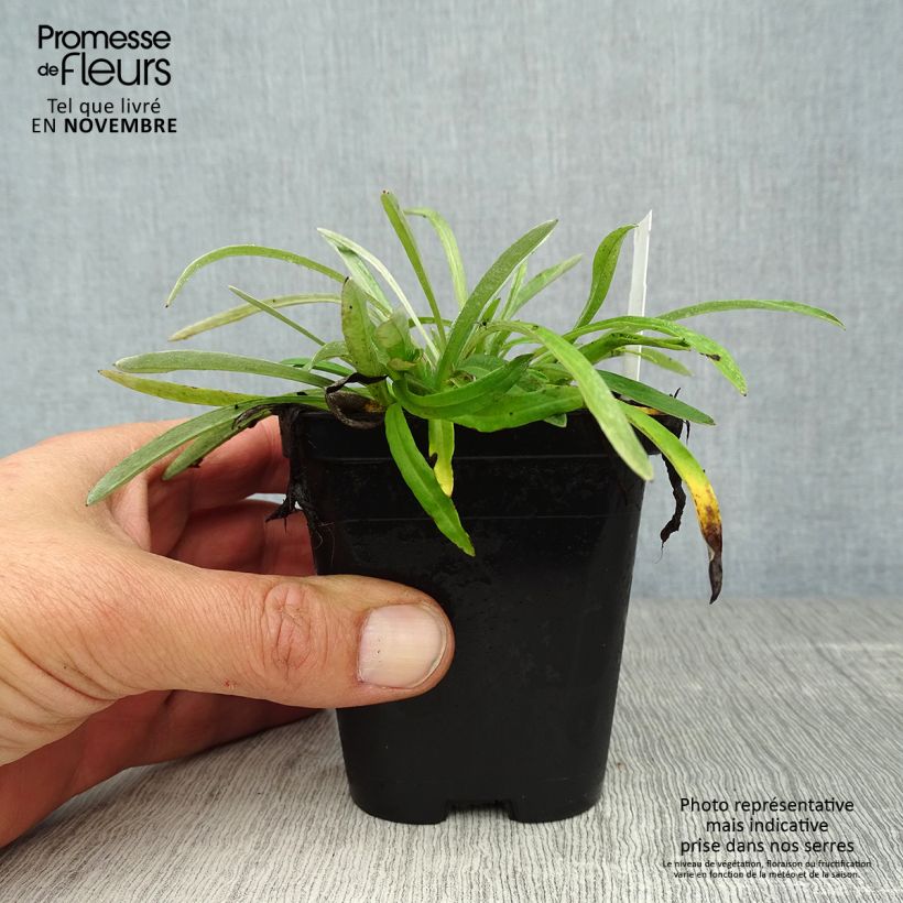 Example of Edelweiss des Alpes, Leontopodium alpinum Godet de 8/9 cm as you get in automne