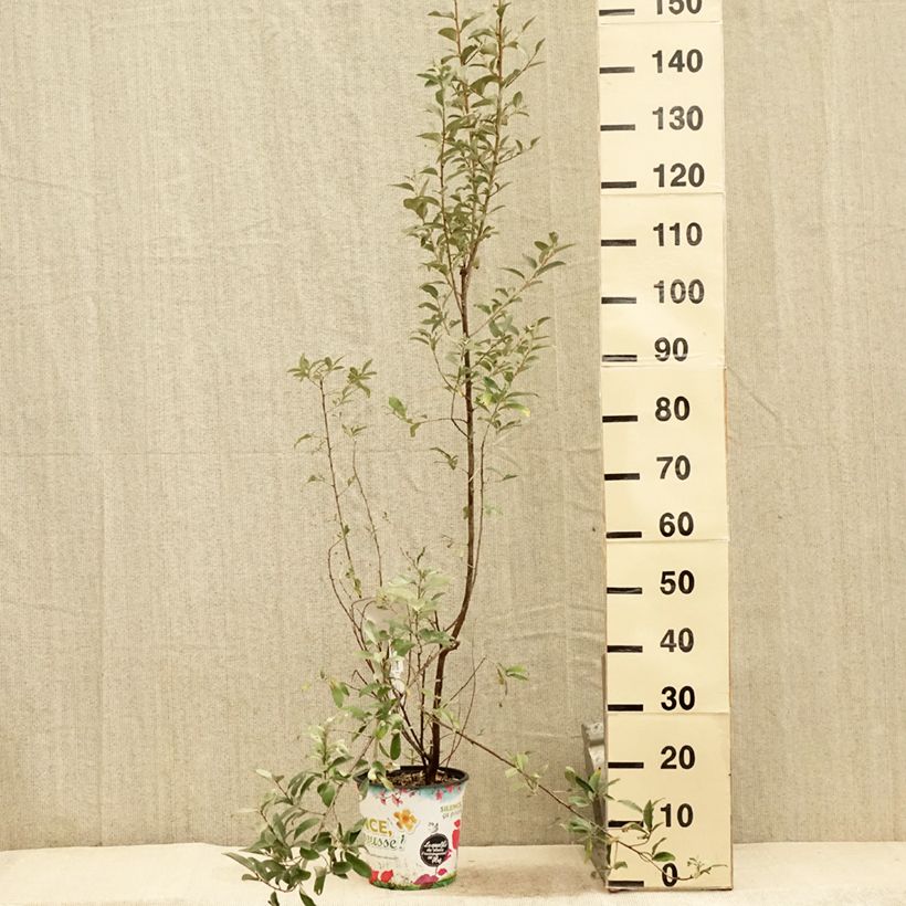 Example of Elaeagnus commutata Zempin - Chalef argenté Pot de 4L/5L as you get in ete