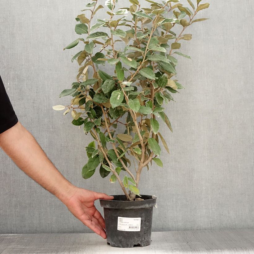 Example of Elaeagnus ebbingei - Chalef de Ebbing Pot de 2L/3L as you get in ete