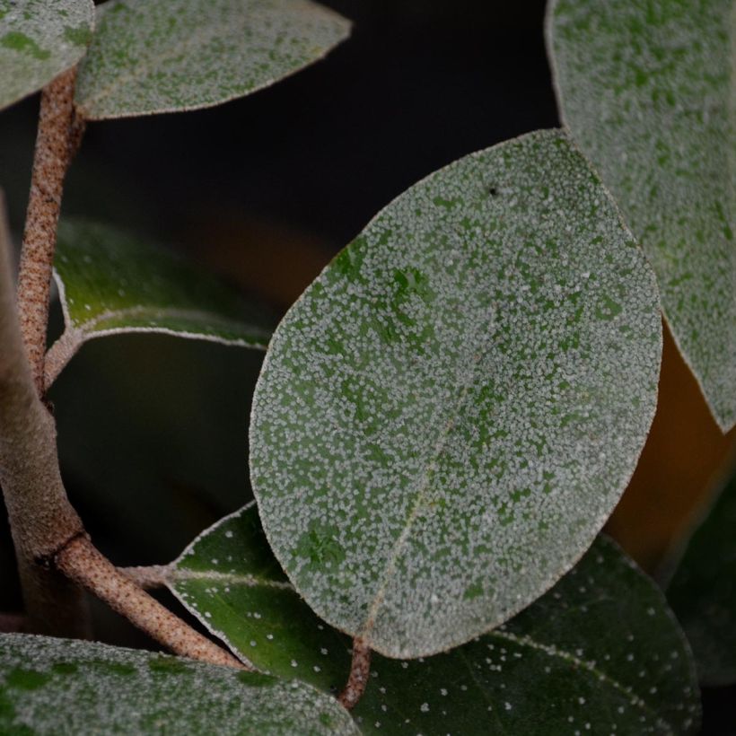 Elaeagnus ebbingei - Chalef de Ebbing (Foliage)