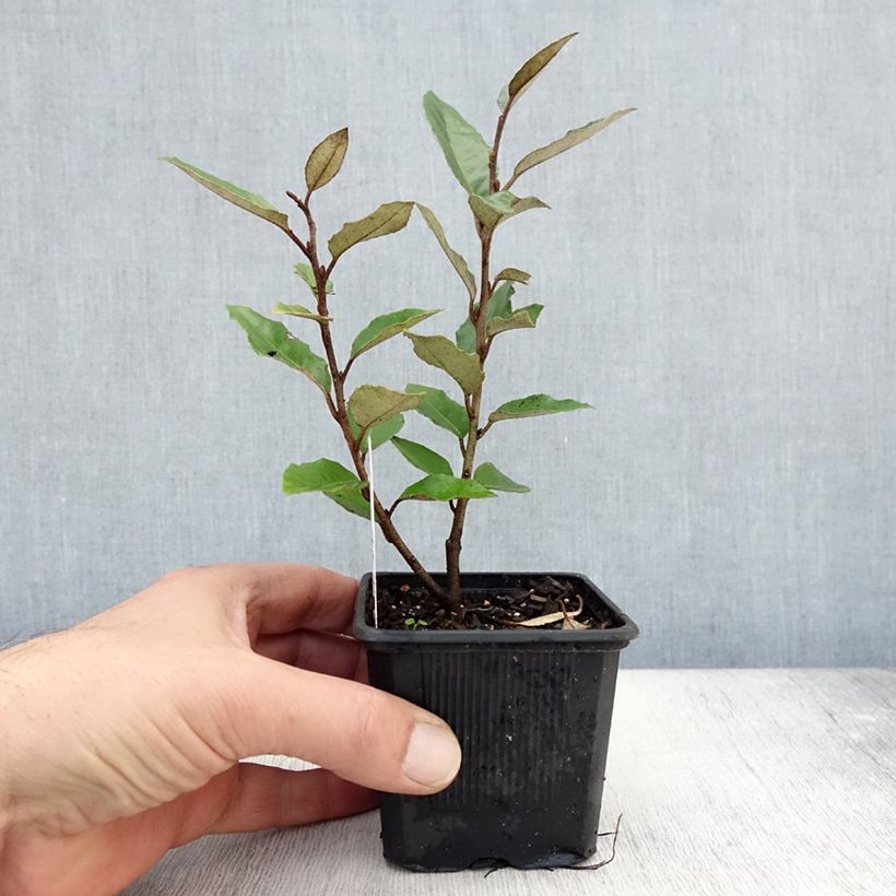 Example of Elaeagnus ebbingei - Chalef de Ebbing Godet de 8/9 cm as you get in automne