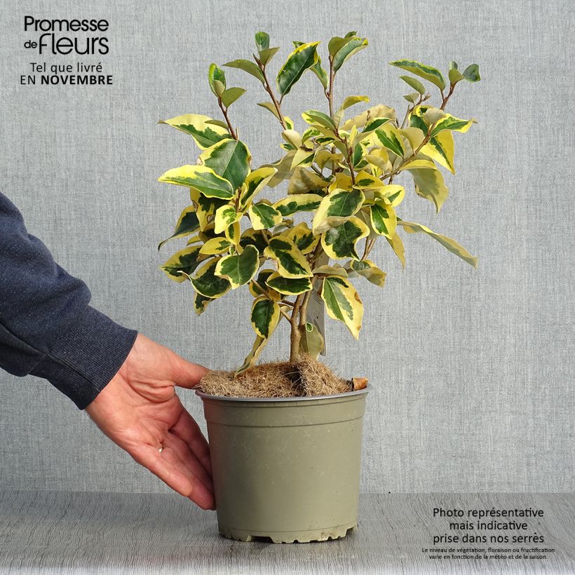 Example of Elaeagnus ebbingei Gilt Edge - Chalef Pot de 2L/3L as you get in automne