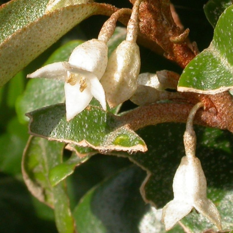 Elaeagnus pungens Maculata - Chalef panaché (Flowering)