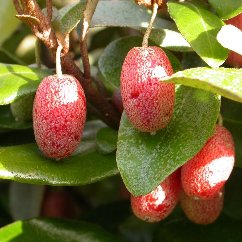 Elaeagnus pungens Maculata - Chalef panaché (Harvest)