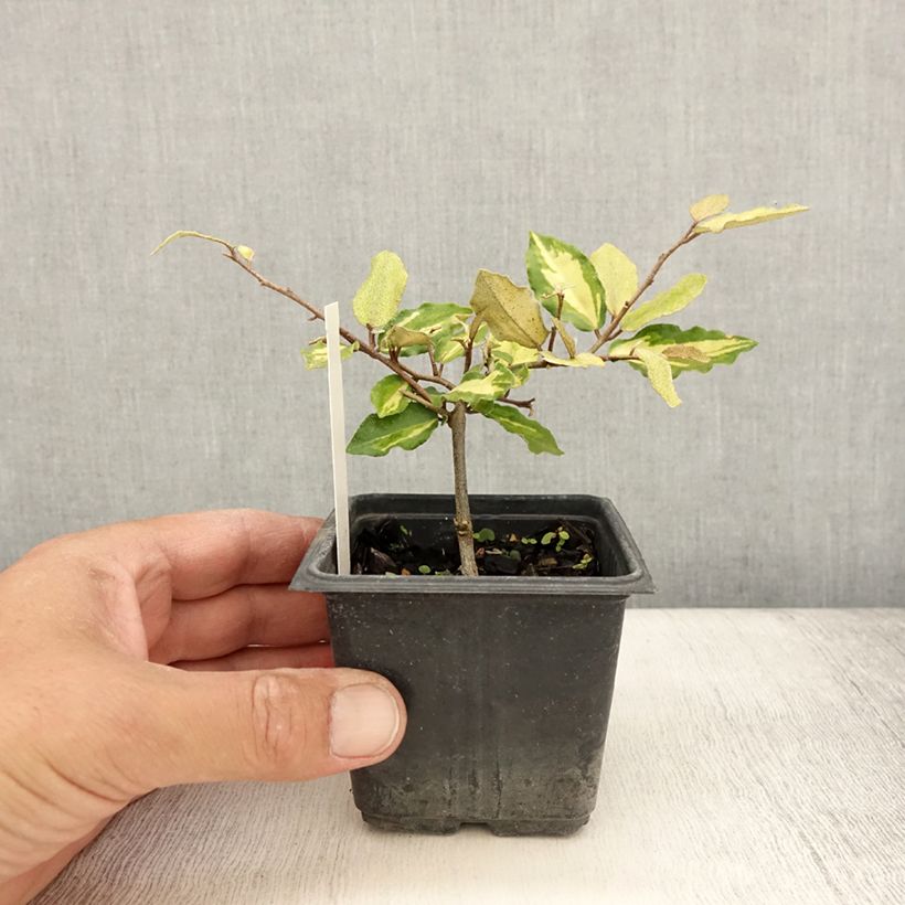 Example of Elaeagnus pungens Maculata - Chalef panaché Godet de 8/9 cm as you get in ete