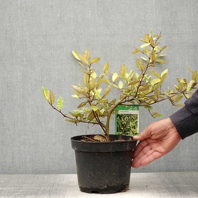Example of Elaeagnus pungens Maculata - Chalef panaché Pot de 2L/3L as you get in ete