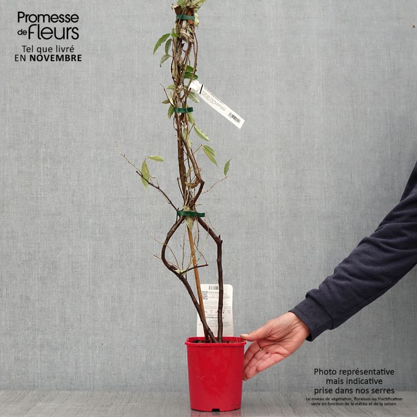 Example of Elaeagnus umbellata Amoroso - Chalef en ombelles Pot de 2L/3L as you get in automne