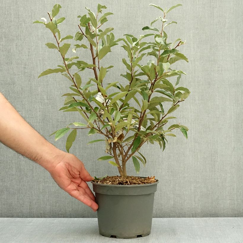 Example of Elaeagnus umbellata - Chalef d'automne Pot de 3L/4L as you get in ete