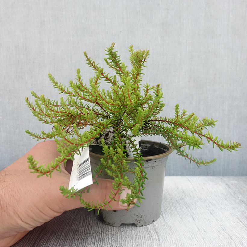 Example of Empetrum nigrum Bernstein - Camarine noire Pot de 10 cm/11cm as you get in ete