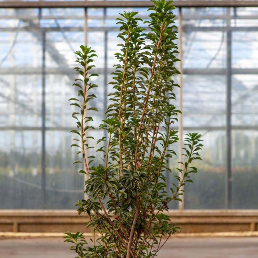 Enkianthus campanulatus Pagode - Andromède campanulée (Foliage)