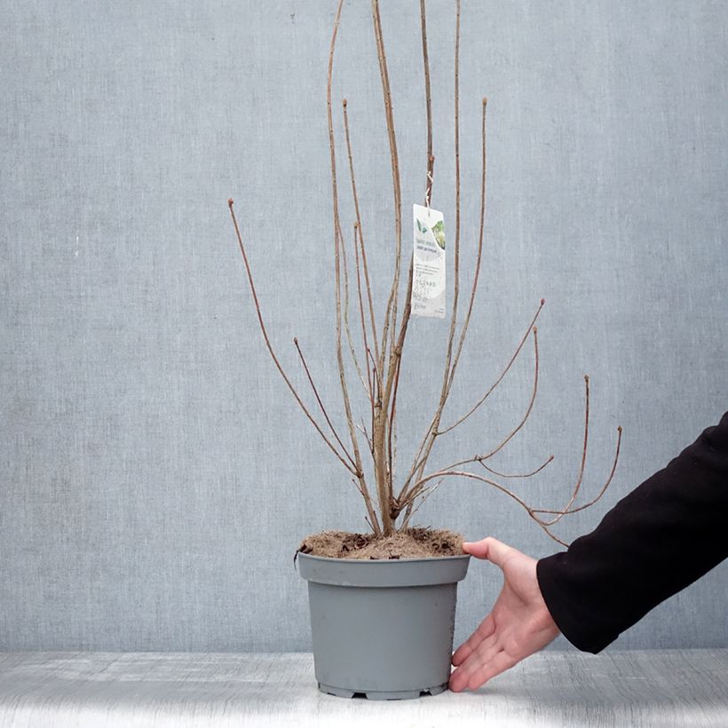 Example of Enkianthus campanulatus Prettycoat - Andromède campanulée  Pot de 2L/3L as you get in hiver