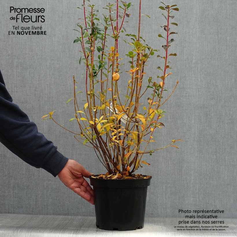 Example of Enkianthus campanulatus Red Bells - Andromède campanulée Pot de 2L/3L as you get in automne