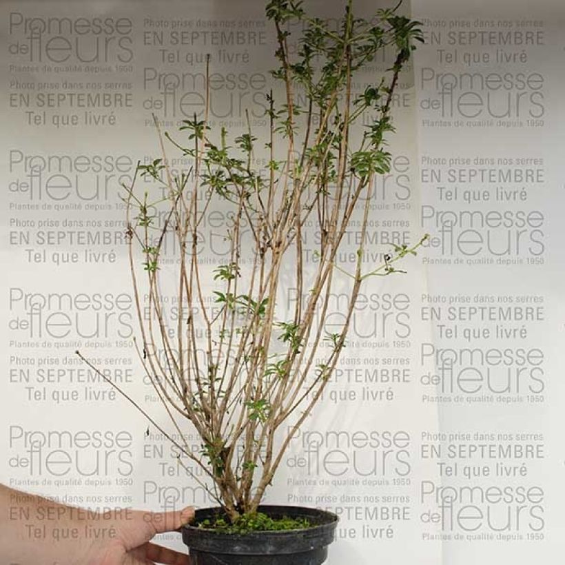 Example of Enkianthus campanulatus var. palibinii Pot de 4L/5L as you get