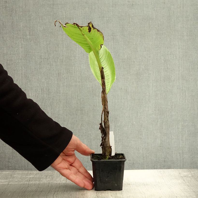 Example of Ensete glaucum - Bananier des neiges Godet de 8/9 cm as you get in automne