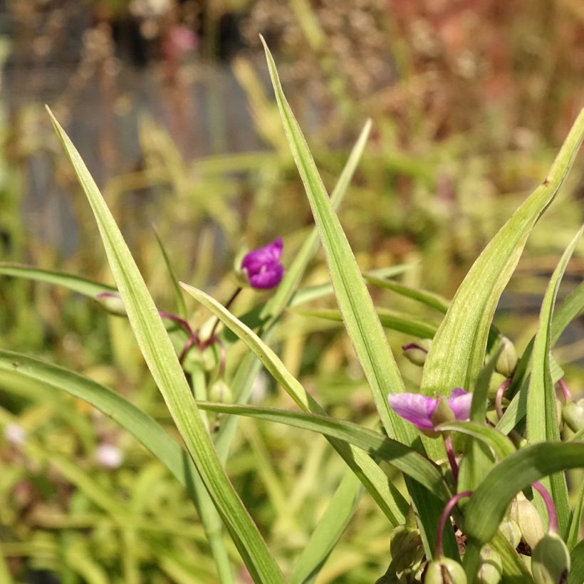 Ephémère de Virginie, Tradescantia andersoniana Karminglut (Foliage)