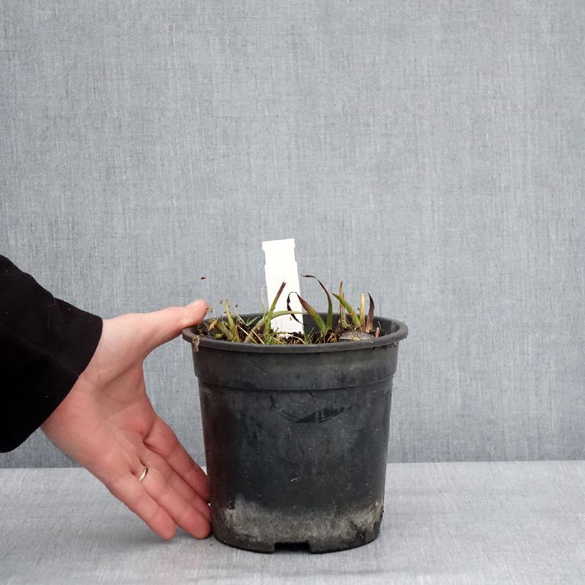 Example of Ephémère de Virginie - Tradescantia andersoniana Ocean Blue Pot de 2L/3L as you get in hiver