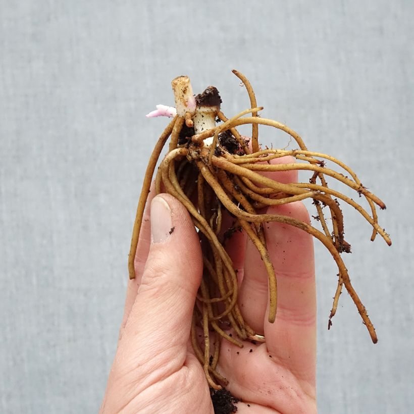 Example of Ephémère de Virginie - Tradescantia andersoniana Osprey Petites Racines nues as you get in hiver