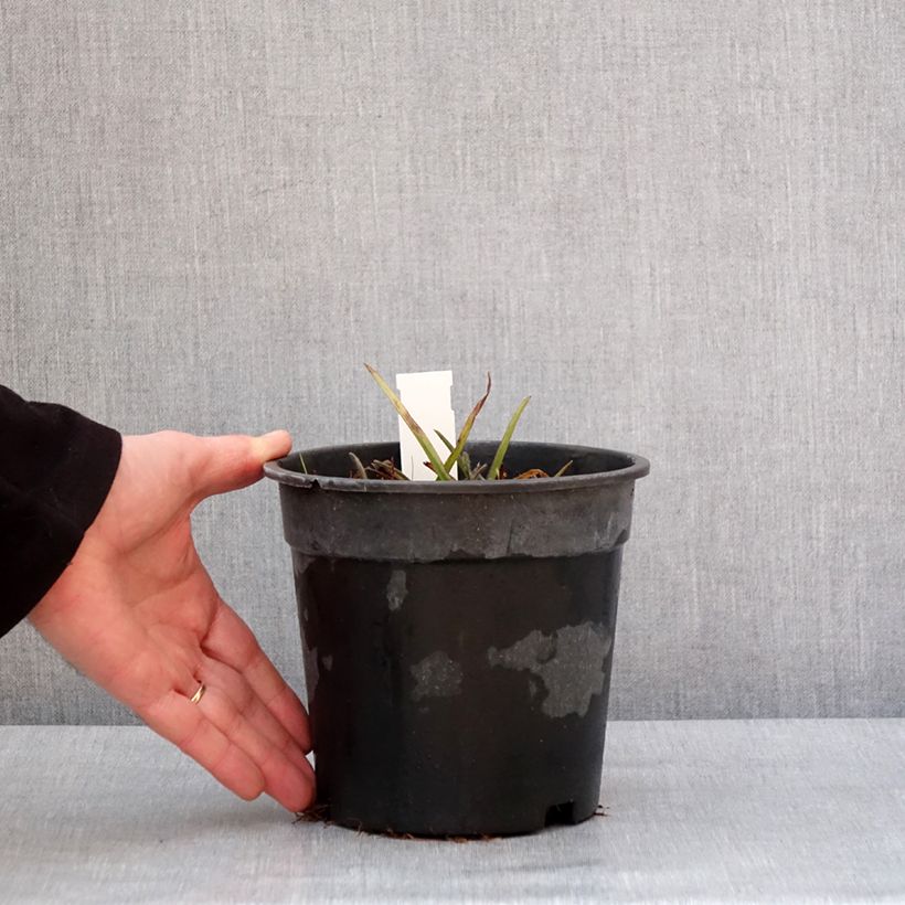 Example of Ephémère de Virginie - Tradescantia andersoniana Pink Chablis Pot de 2L/3L as you get in hiver