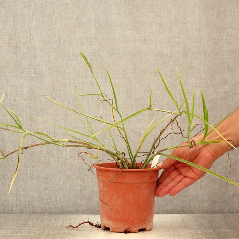 Example of Ephémère de Virginie - Tradescantia andersoniana Red Grape Pot de 2L/3L as you get in ete