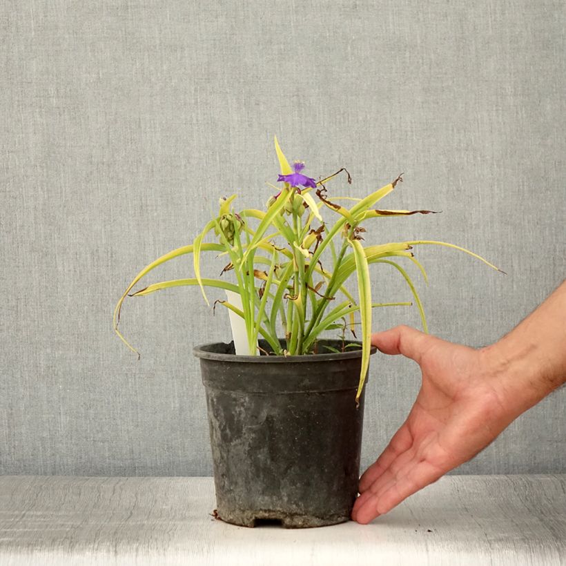 Example of Éphémère de Virginie - Tradescantia andersoniana Sweet Kate Pot de 2L/3L as you get in ete