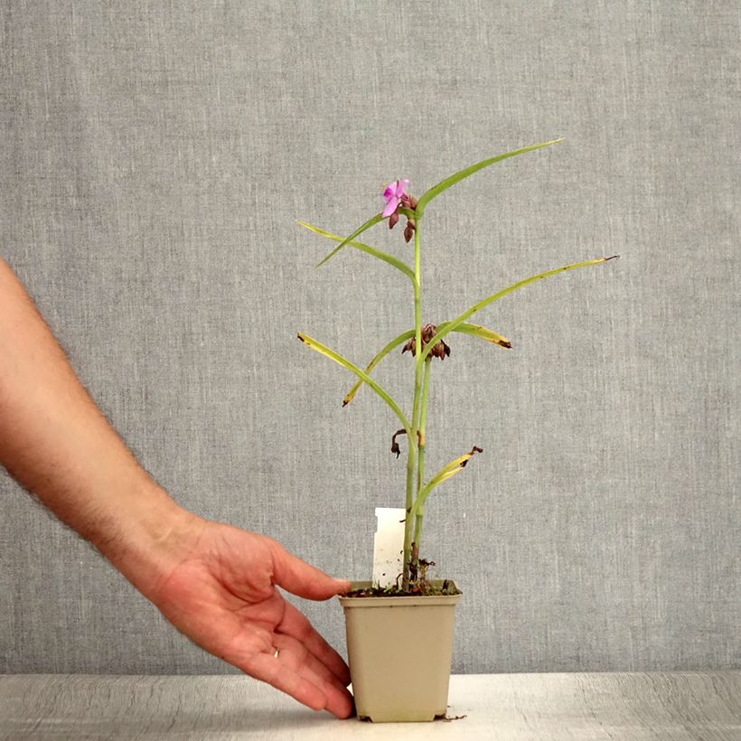 Example of Ephémère de Virginie - Tradescantia Perrine's Pink Godet de 8/9 cm as you get in ete