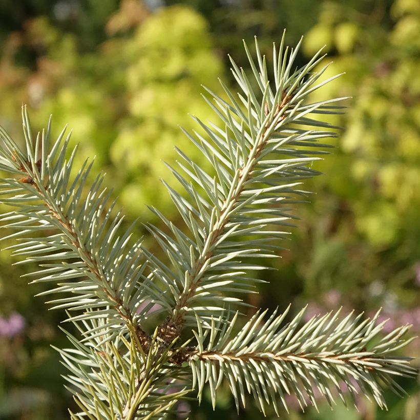 Epicea bleu - Picea pungens Karpaten (Foliage)