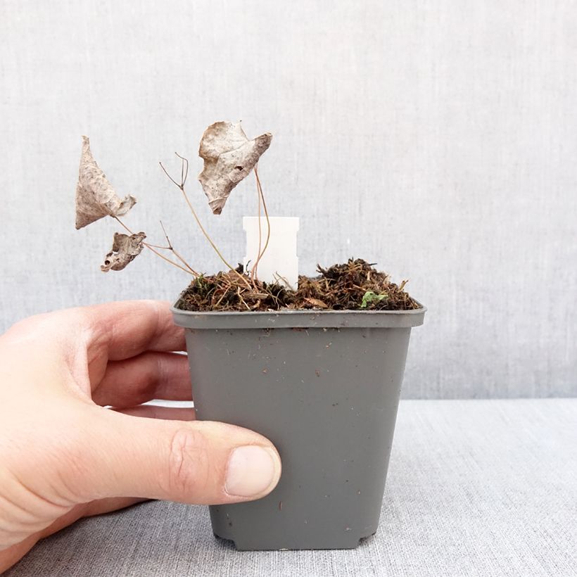 Example of Epimedium brachyrrhizum - Fleur des Elfes Godet de 8/9 cm as you get in hiver