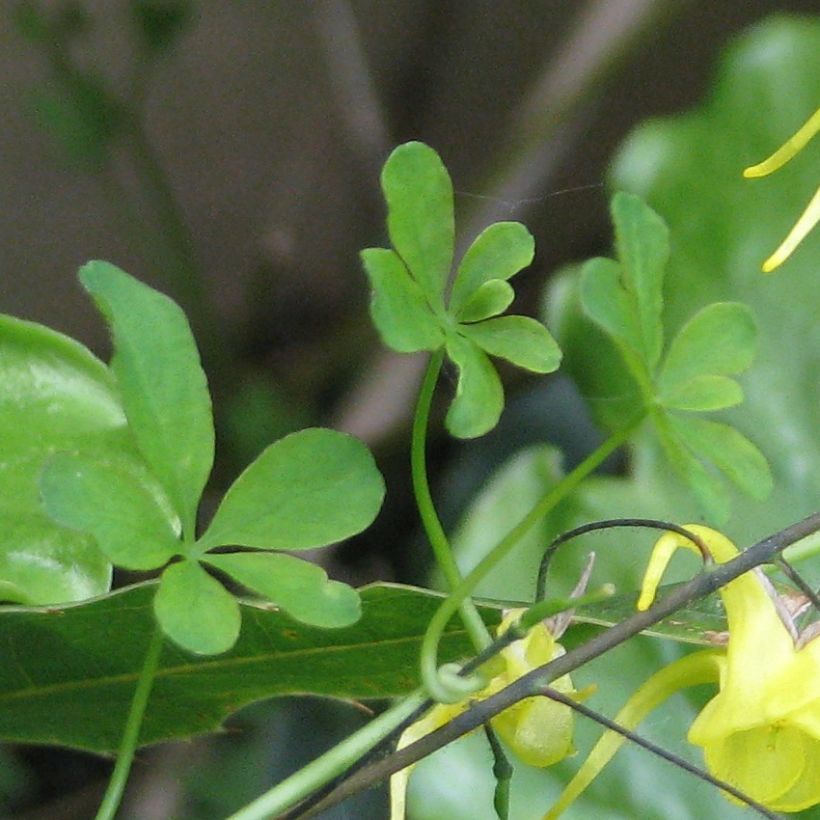 Epimedium davidii, Fleur des elfes (Foliage)
