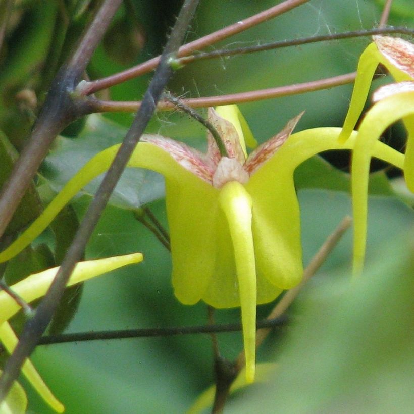 Epimedium davidii, Fleur des elfes (Flowering)