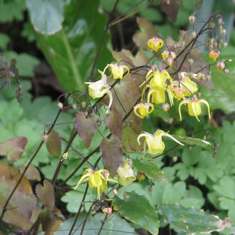 Epimedium davidii, Fleur des elfes (Plant habit)