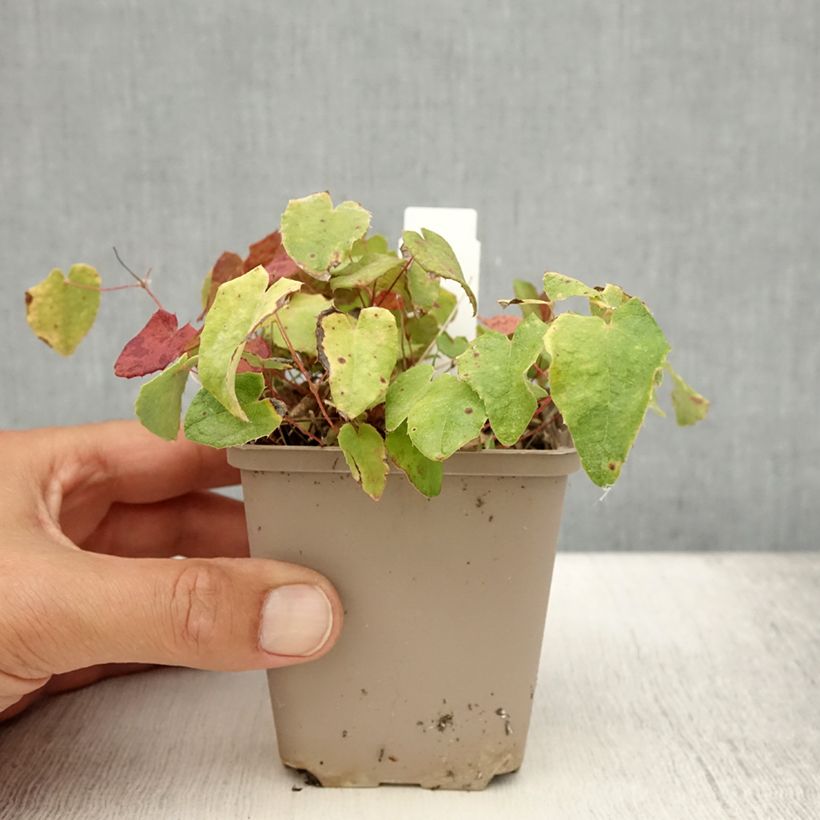 Example of Epimedium davidii, Fleur des elfes Godet de 8/9 cm as you get in ete