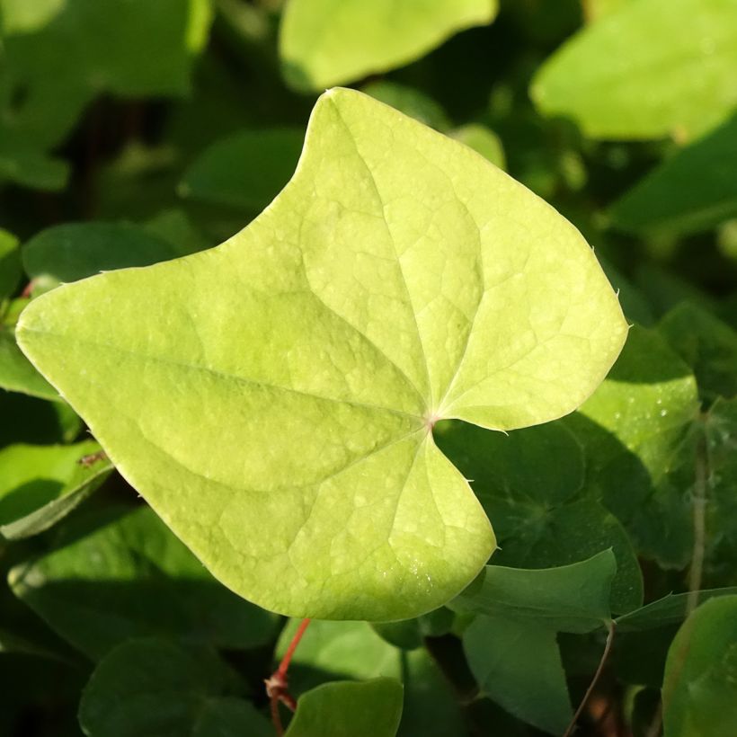 Epimedium elongatum - Fleur des Elfes (Foliage)