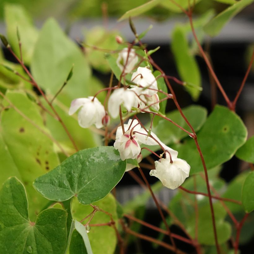 Epimedium elongatum - Fleur des Elfes (Flowering)