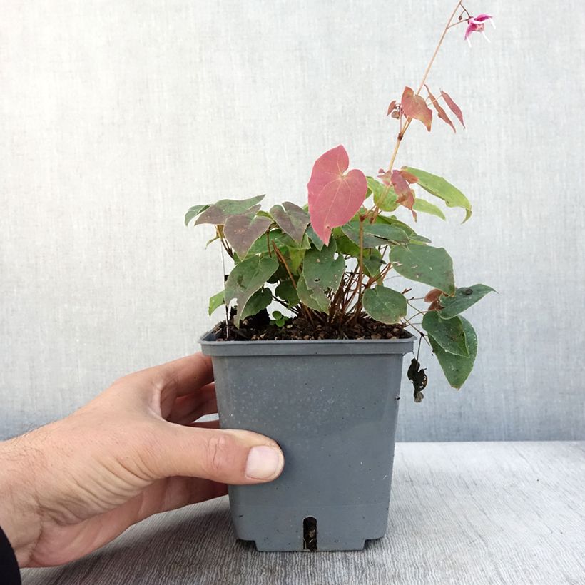 Example of Epimedium hybride Pretty in Pink - Fleur des Elfes Pot de 1L/1,5L as you get in automne