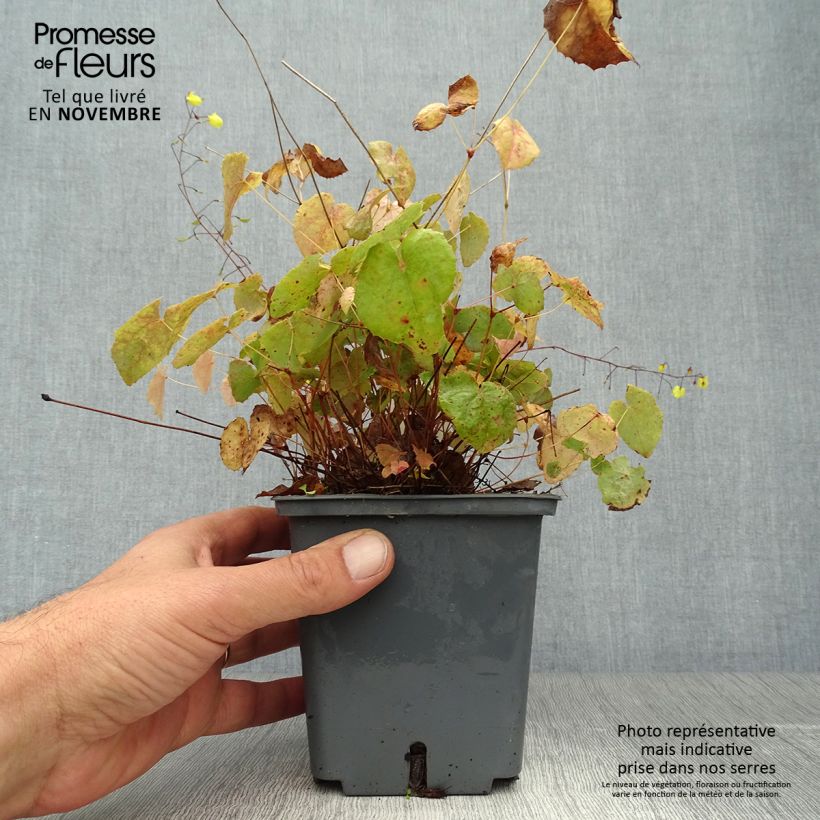 Example of Epimedium hybride Sunny and Share - Fleur des Elfes Pot de 1L/1,5L as you get in automne