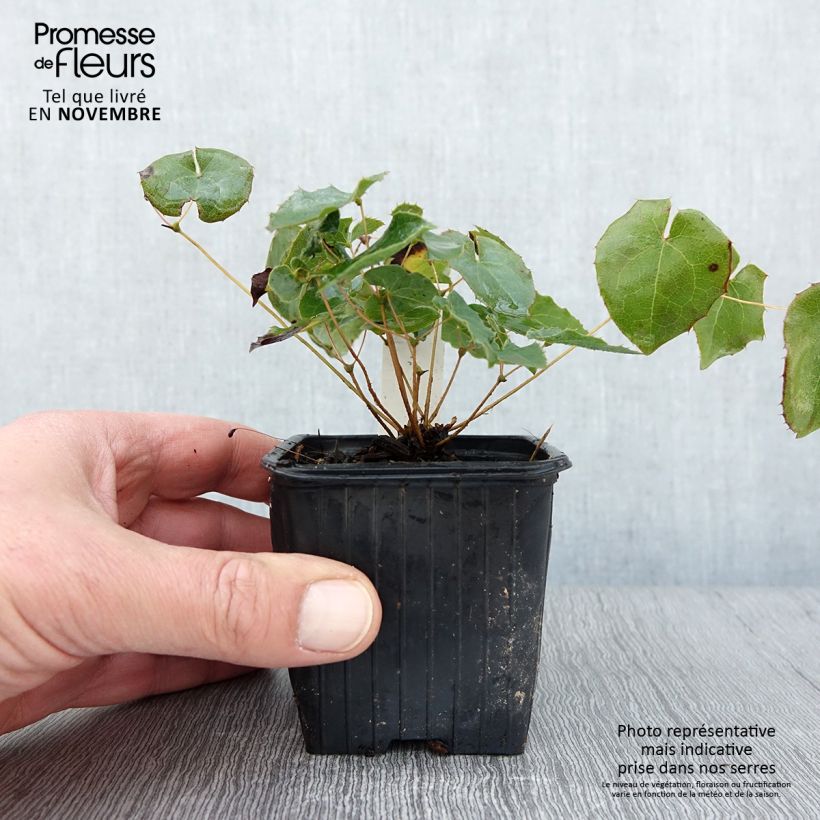 Example of Epimedium perralderianum - Fleur des Elfes Godet de 8/9 cm as you get in automne