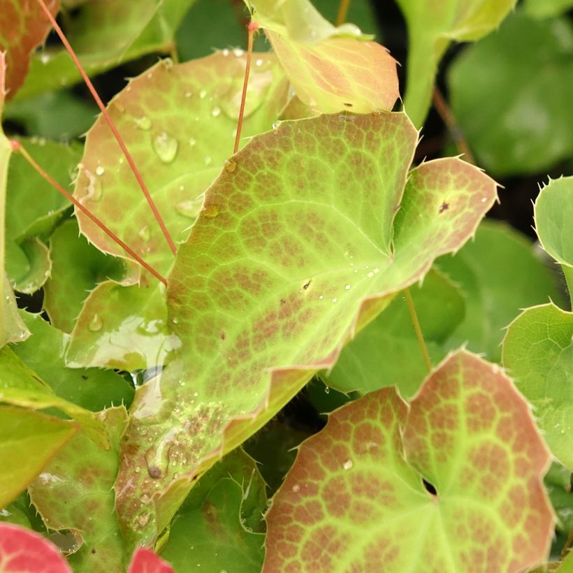 Epimedium perralderianum - Fleur des Elfes (Foliage)