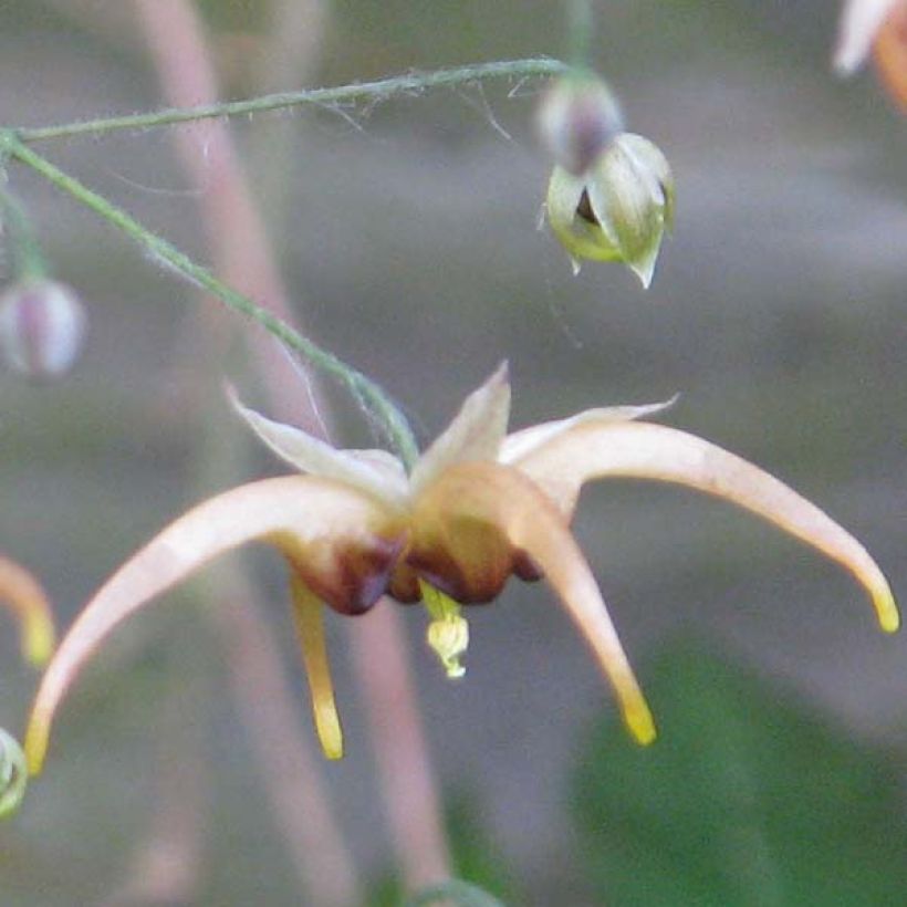 Fleur des Elfes, Epimedium wushanense Caramel (Flowering)