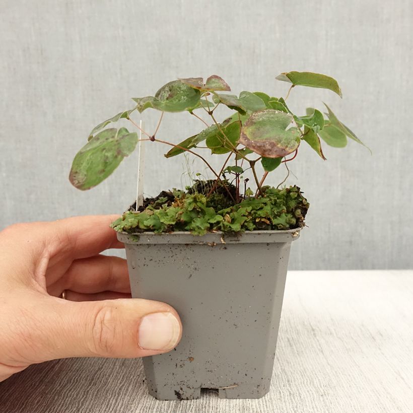 Example of Epimedium x versicolor Sulphureum - Fleur des Elfes Godet de 7/8 cm as you get in automne